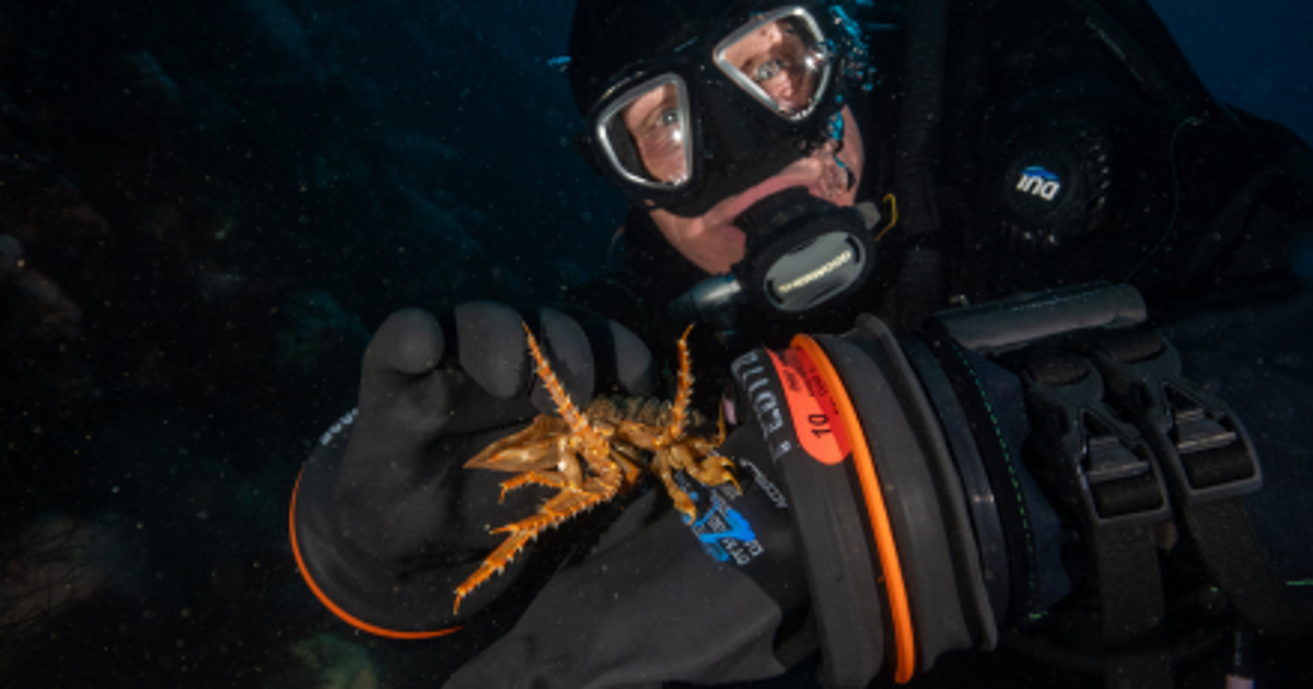 How a small, underwater creature in Antarctica could help fight skin cancer in Florida