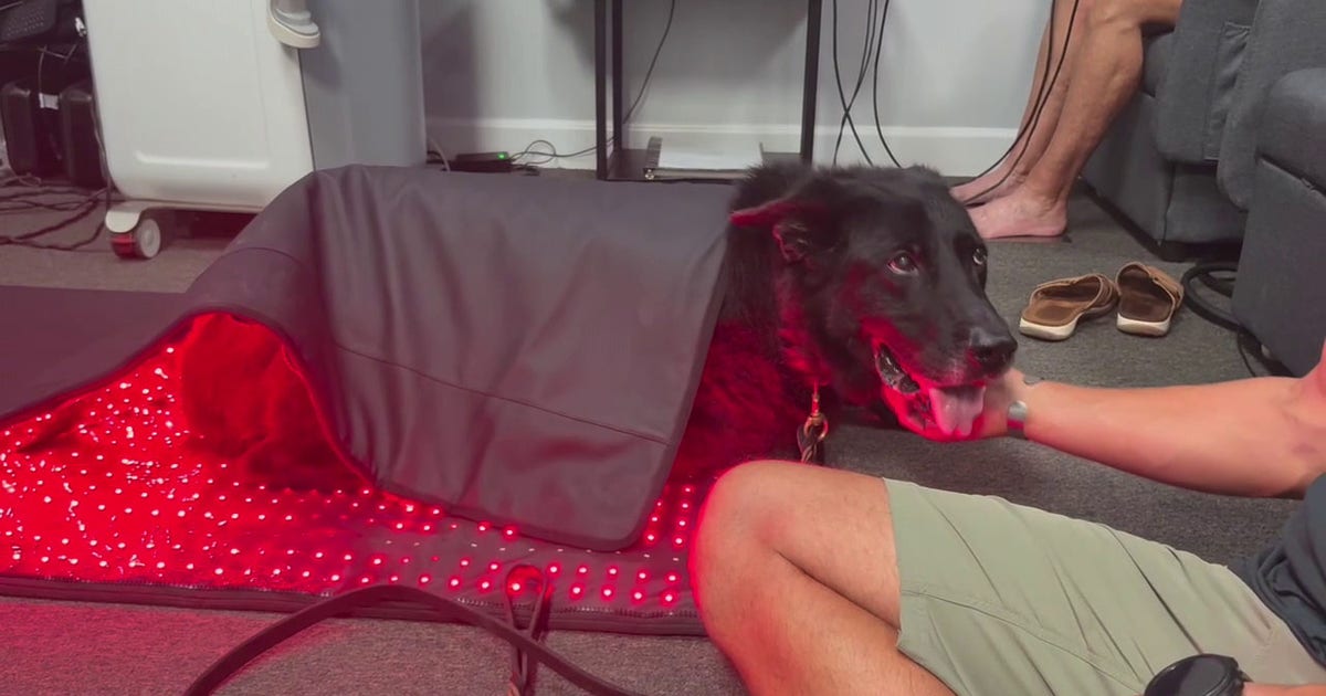 New Port Richey cryotherapy business offers specialized treatment for retired K9's