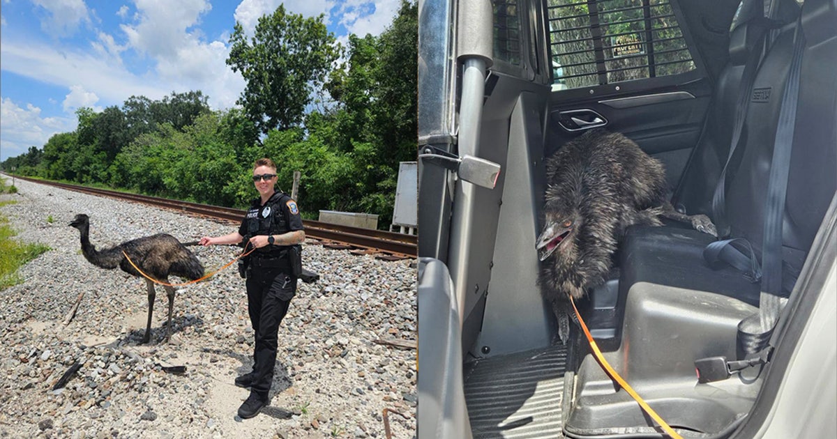 Emu on the loose leads Dade City officers on chase