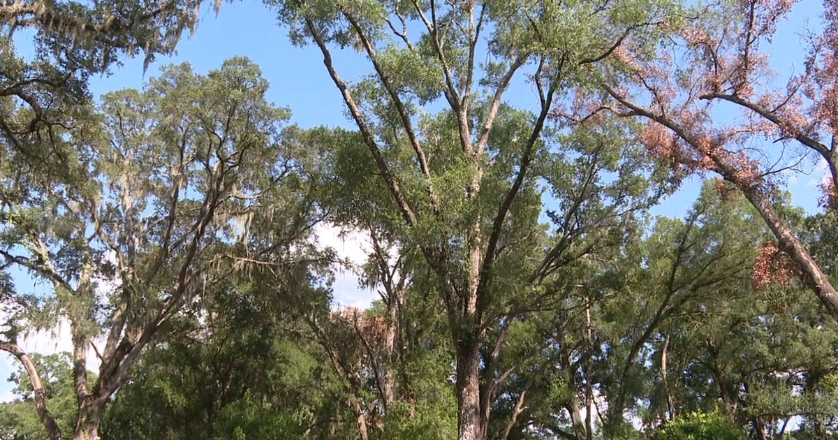 Is your tree at risk of falling this storm season?