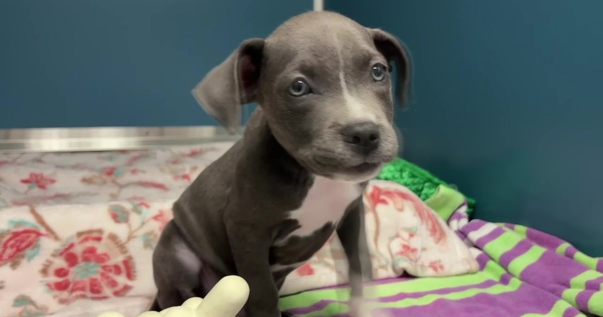 St. Petersburg Animal Shelter Pauses Expansion After DeSantis Vetoes Funding