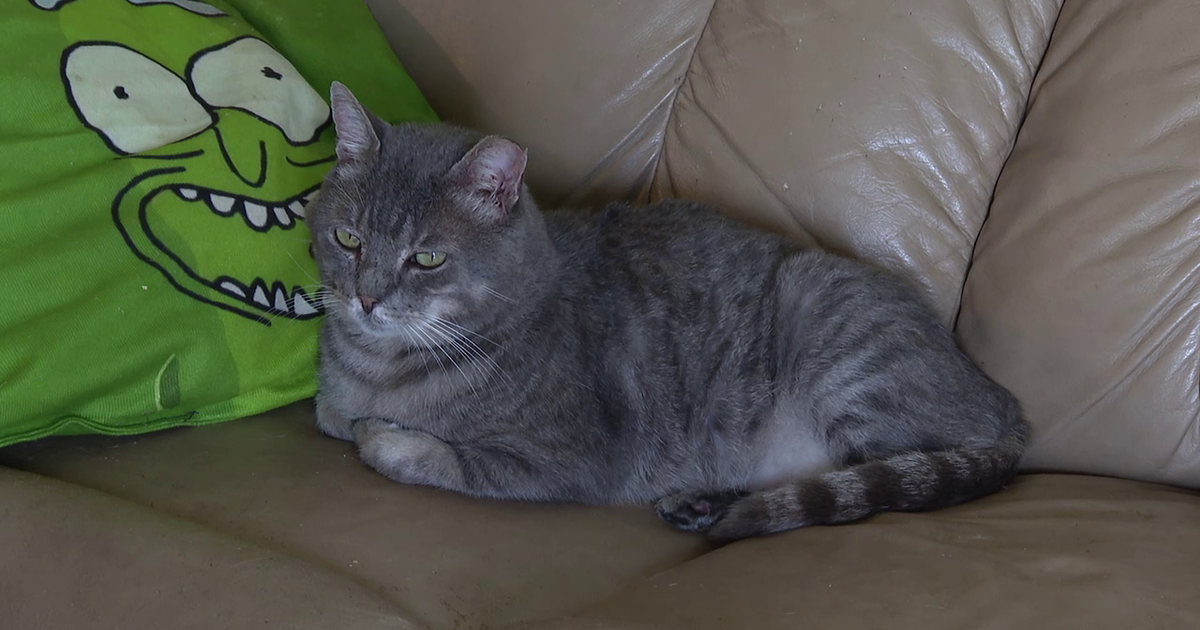 Polk County animal rescue battles daily wave of abandoned cats