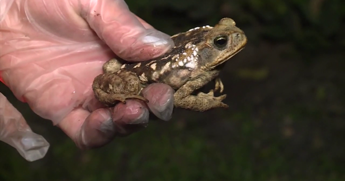 South Tampa dog survives bufo toad encounter in backyard