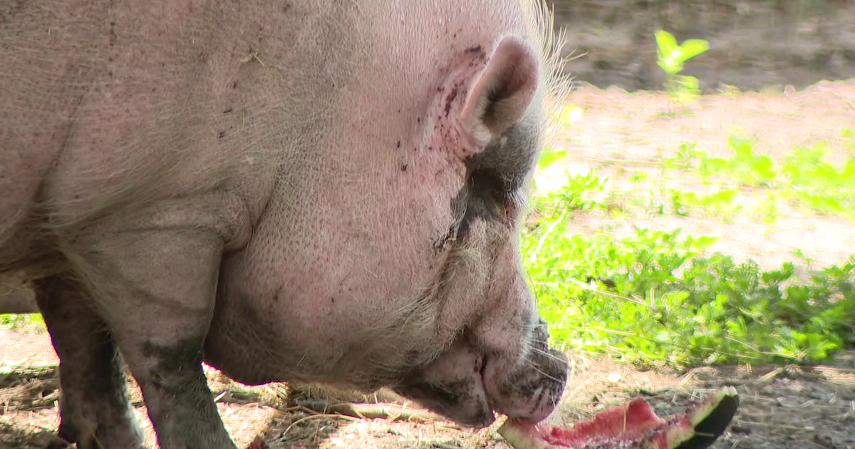 Meet Waddles: The 350-pound pig at the center of animal cruelty trial