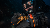 How a small, underwater creature in Antarctica could help fight skin cancer in Florida