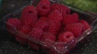 Cyclosporiasis outbreak: Five Tampa Bay area cases reported