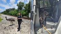 Emu on the loose leads Dade City officers on chase