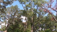 Is your tree at risk of falling this storm season?