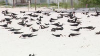 Florida wildlife officials warn against holiday beach fireworks to protect nesting sea turtles, sea birds