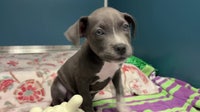DeSantis vetoes $2 million grant for St. Petersburg animal shelter