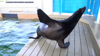 Making a splash: Clearwater Marine Aquarium welcomes two new sea lions to the 'Pinniped Pier'