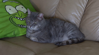 Polk County animal rescue battles daily wave of abandoned cats