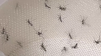 South Tampa trap caught 18,000 mosquitoes, last month just 142