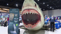 SharkCon invades Tampa, turning fear into fascination