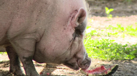 Meet Waddles: The 350-pound pig at the center of animal cruelty trial