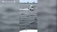 Good Samaritans rescue man after boat capsizes near Davis Islands