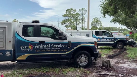 Pinellas County scammers posing as animal control officers, demanding cash for fake pet surgeries