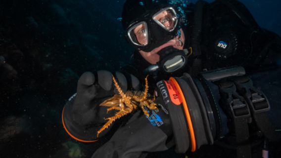 How a small, underwater creature in Antarctica could help fight skin cancer in Florida