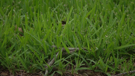 Pasture mealybug: Grass-eating pest spreads to 16 Florida counties 