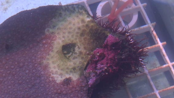 Mote Marine Laboratory finds disease-resistant coral that could help Florida reef restoration