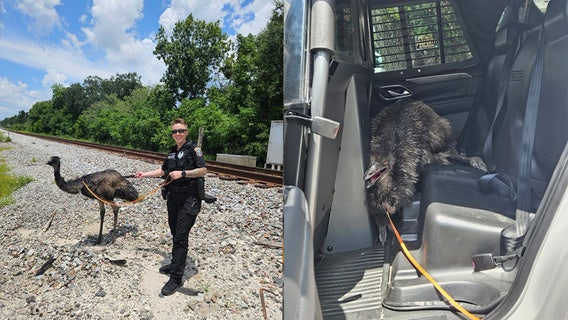 Emu on the loose leads Dade City officers on chase