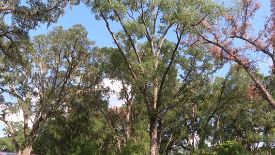 Is your tree at risk of falling this storm season?