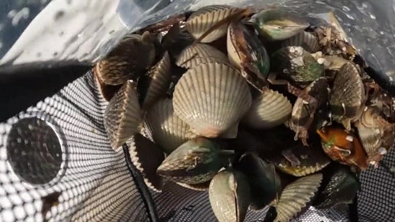 Florida scallop season 2026: Here’s what to know