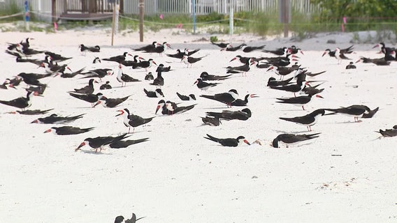 Florida wildlife officials warn against holiday beach fireworks to protect nesting sea turtles, sea birds