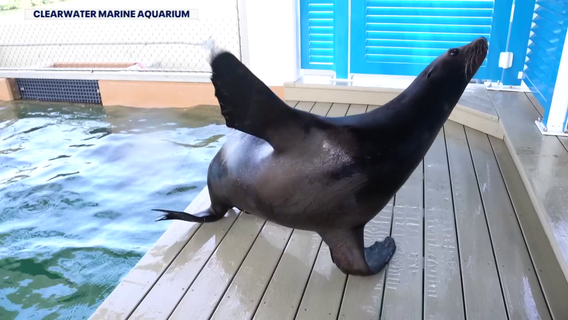 Making a splash: Clearwater Marine Aquarium welcomes two new sea lions to the 'Pinniped Pier'