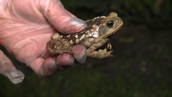 South Tampa dog survives bufo toad encounter in backyard
