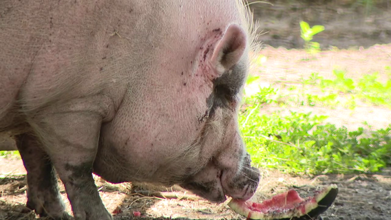 Meet Waddles: The 350-pound pig at the center of animal cruelty trial