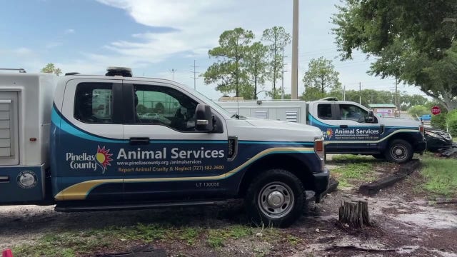 Pinellas County scammers posing as animal control officers, demanding cash for fake pet surgeries