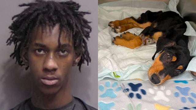 ‘Heartless’ Florida man accused of locking malnourished puppy in garage without food or water