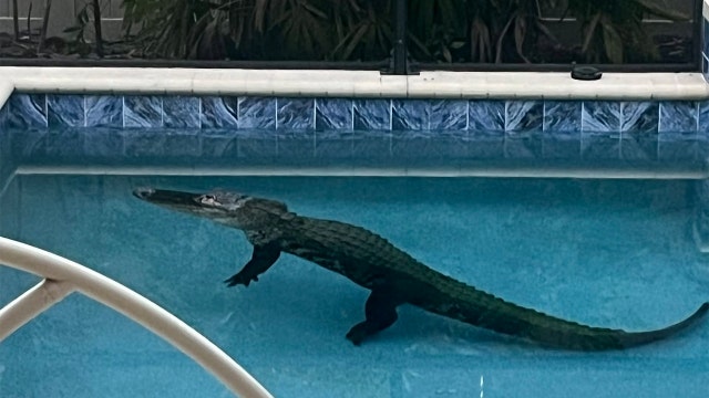 9-foot alligator cools off in pool of Venice home