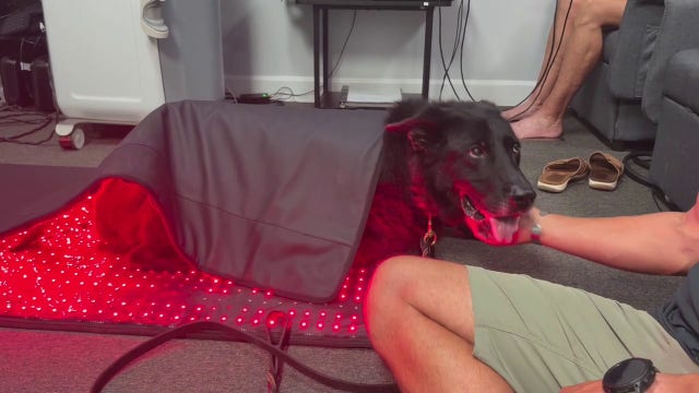 New Port Richey cryotherapy business offers specialized treatment for retired K9's