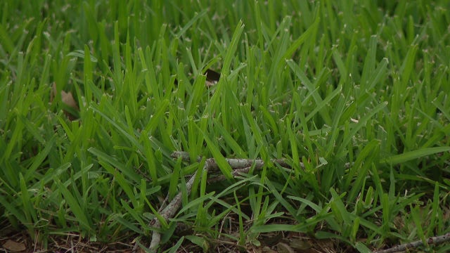 Pasture mealybug: Grass-eating pest spreads to 16 Florida counties