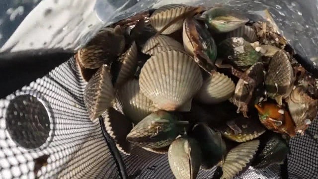 Florida scallop season 2026: Here’s what to know