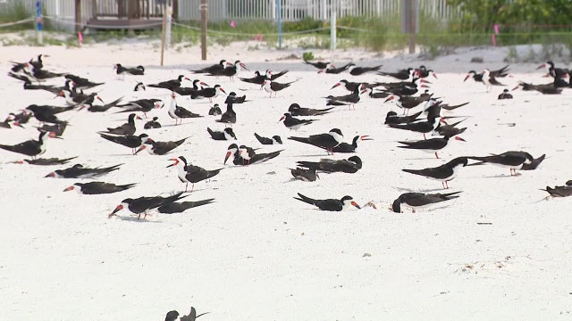 Florida wildlife officials warn against holiday beach fireworks to protect nesting sea turtles, sea birds