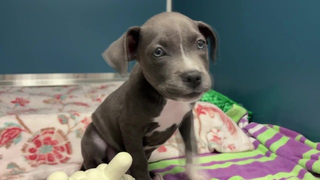 DeSantis vetoes $2 million grant for St. Petersburg animal shelter