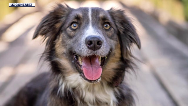 Polk County dog's 'swamp cancer' battle sparks warning over stagnant water