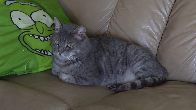 Polk County animal rescue battles daily wave of abandoned cats