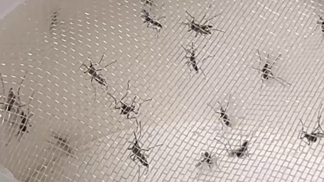 South Tampa trap caught 18,000 mosquitoes, last month just 142