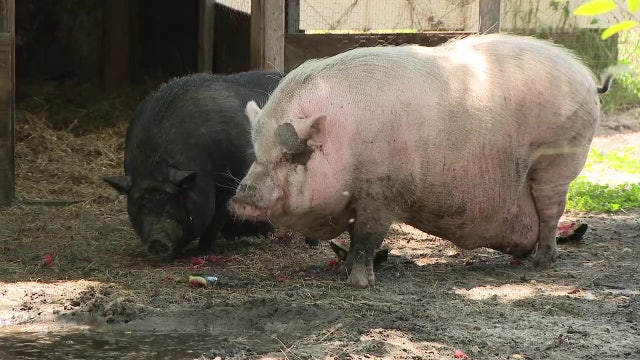 Animal cruelty trial: SPCA Tampa Bay found not guilty in viral Waddles the pig case