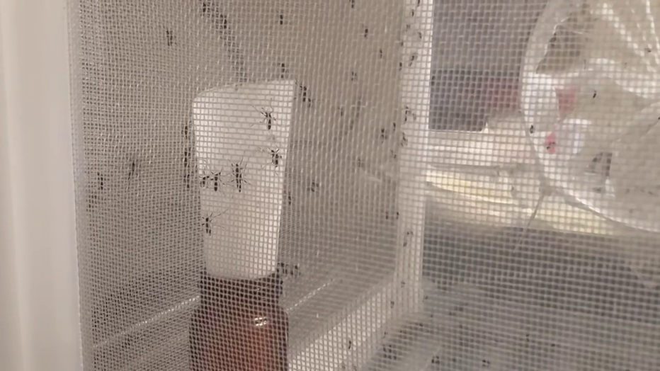 South Tampa trap caught 18,000 mosquitoes, last month just 142
