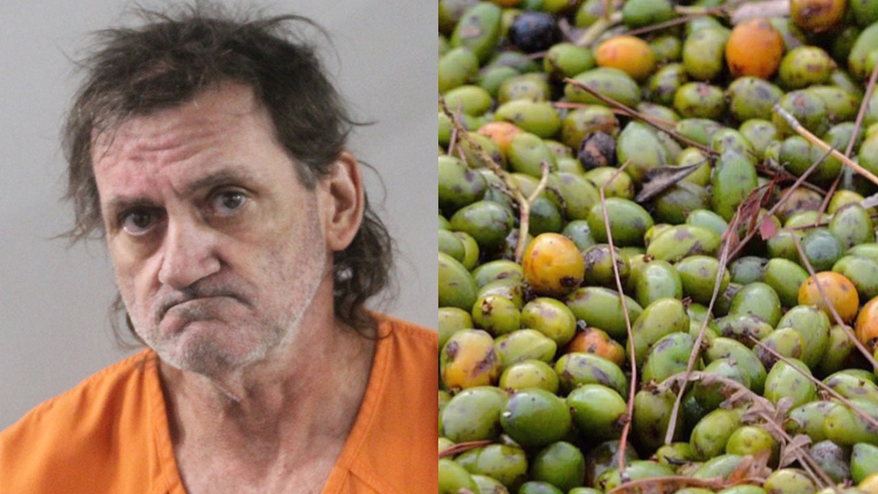 Polk County saw palmetto berry poacher picked up on university property: PCSO