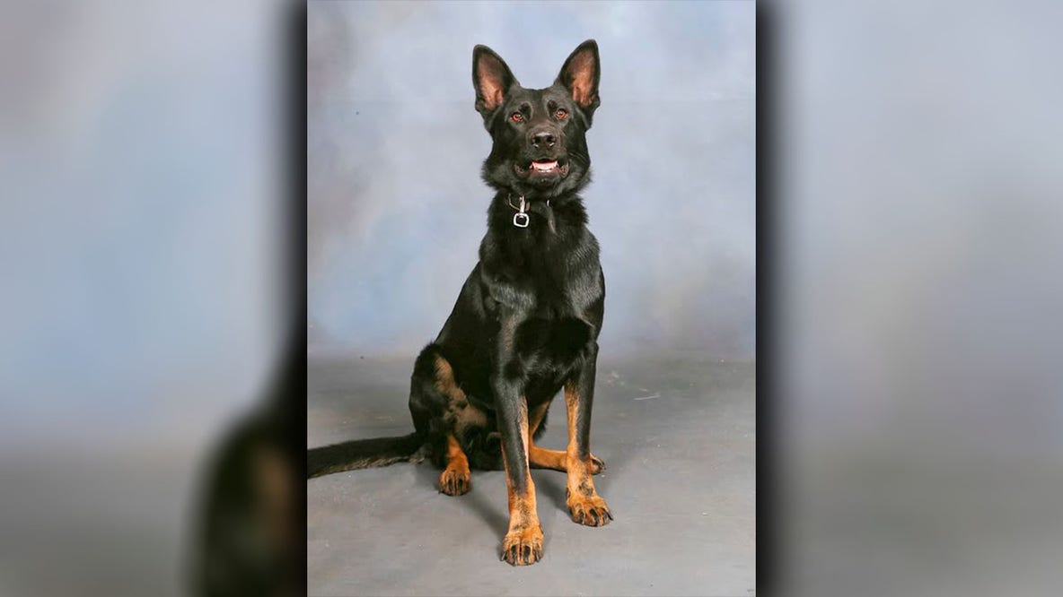 K9 Ace shot in Kathleen: Police dog survives emergency amputation