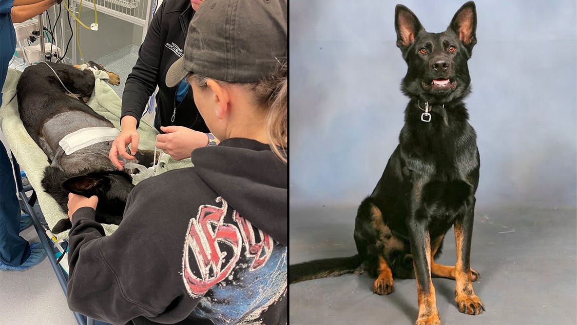 Polk County K9’s leg amputated after shootout in woods, forced to retire
