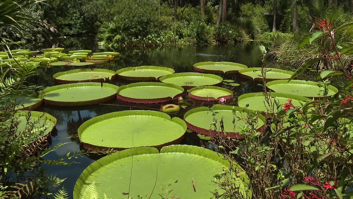 Bok Tower Gardens competes in global giant waterlily weigh-off
