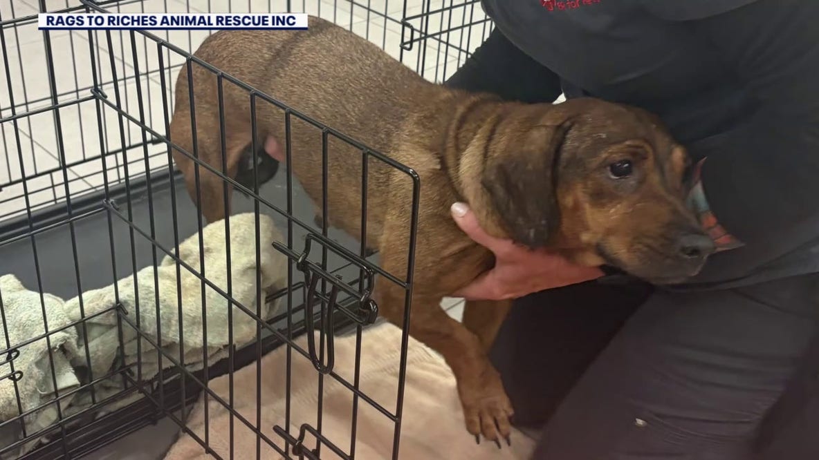 Six more dachshunds rescued from ‘hoarding’ situation as 21 continue to recover in Tampa