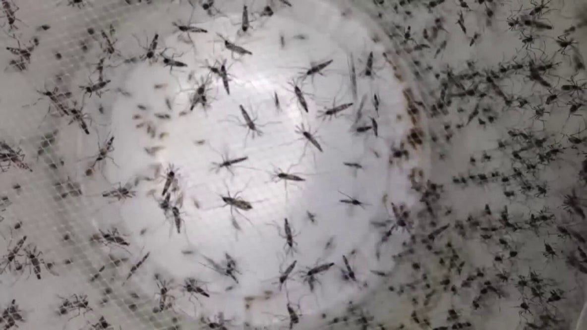 Dengue fever Hillsborough County: Two local cases prompt mosquito treatments